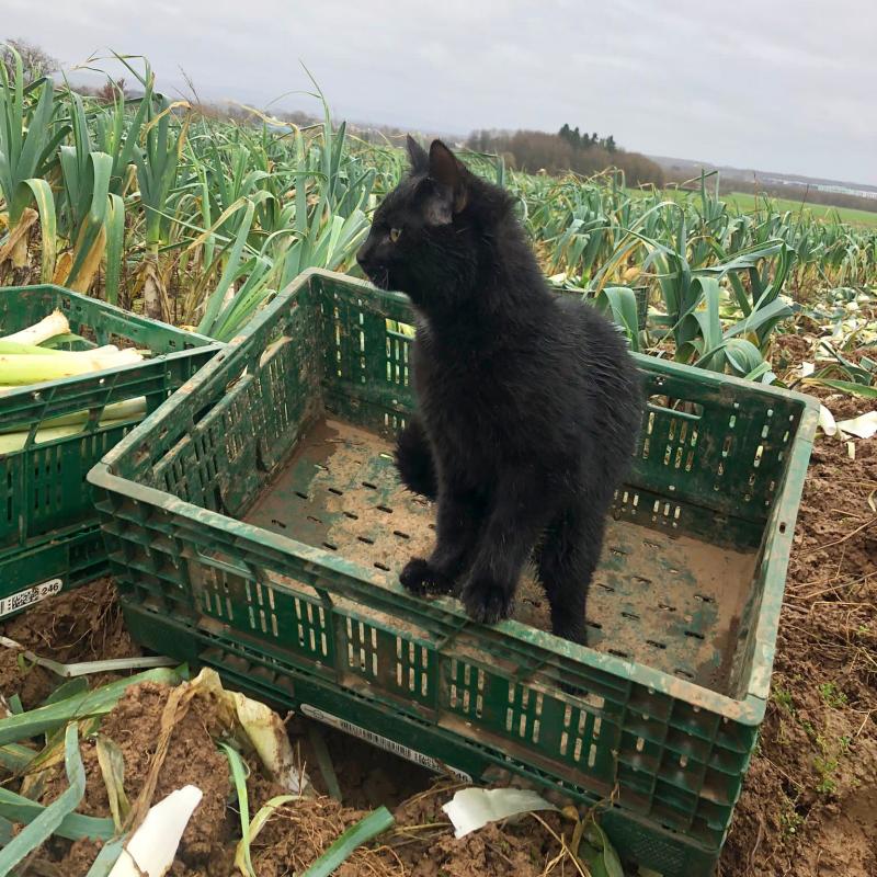 Katze bei der Lauchernte