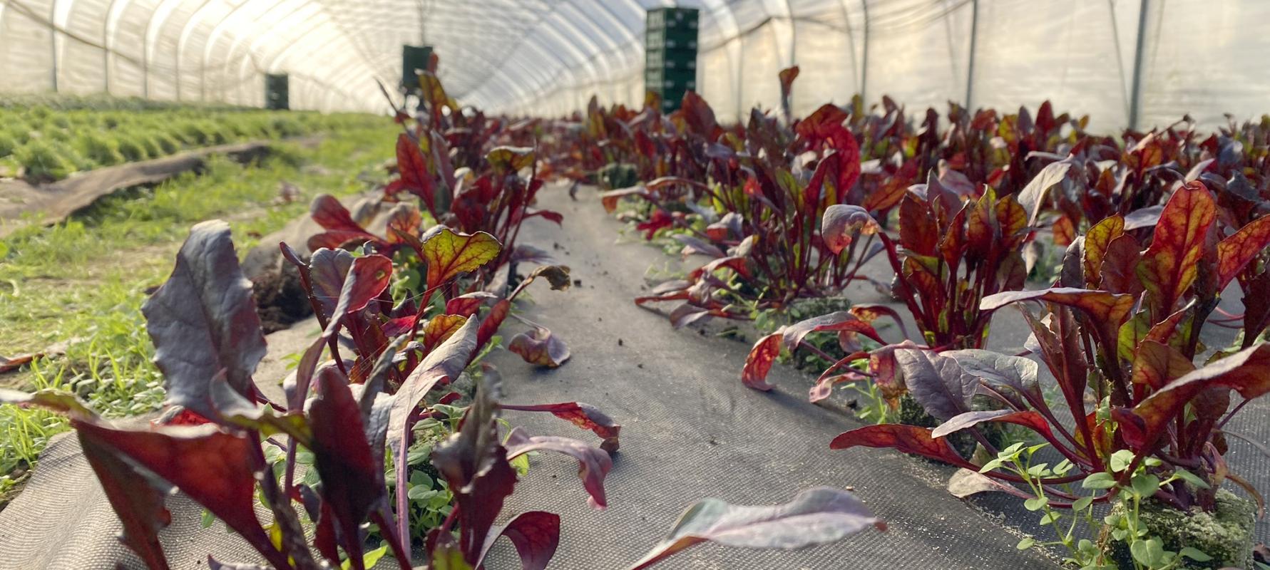 Rote Bete Blätter im Folientunnel