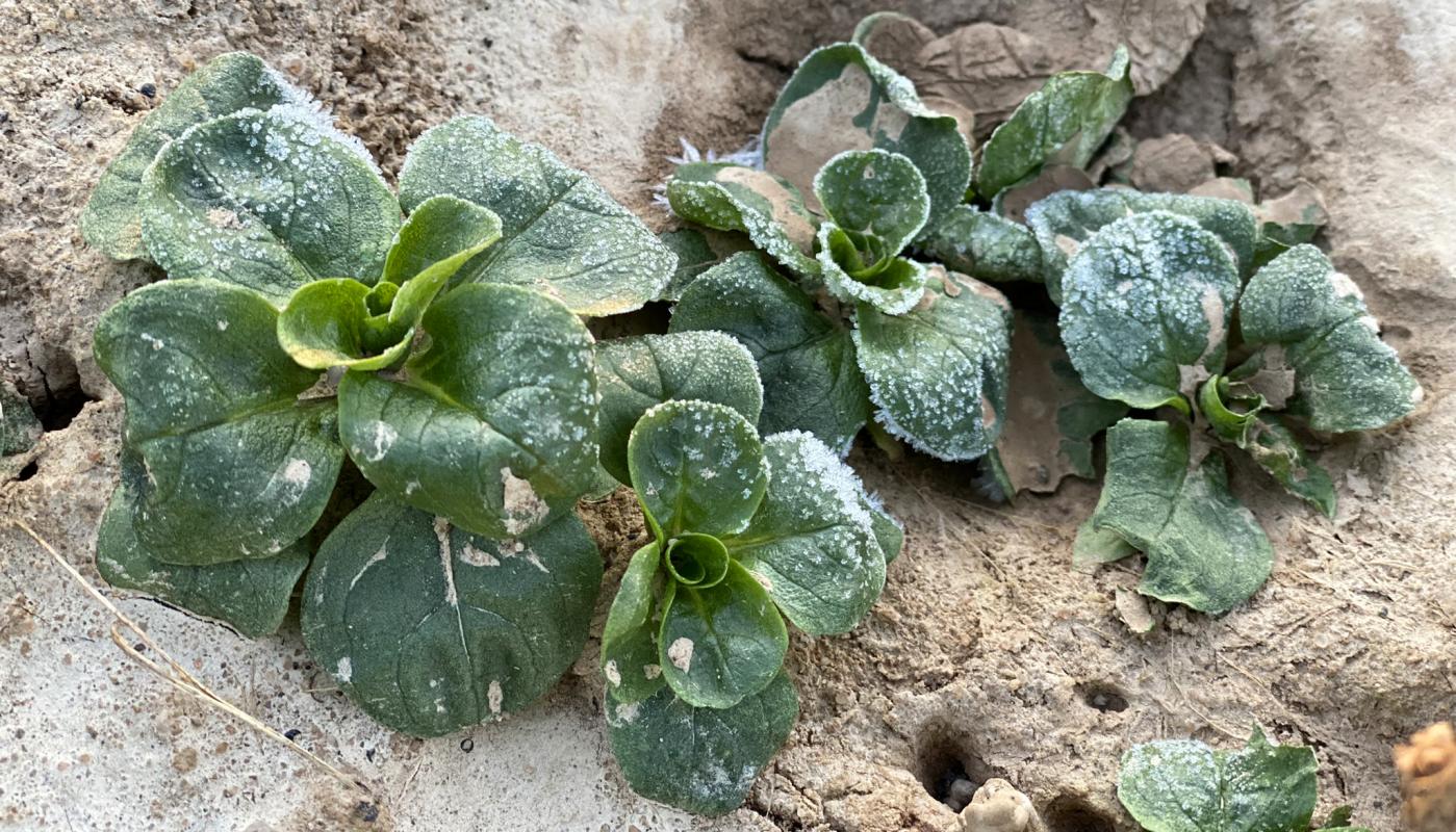 Feldsalat im Freiland, gefroren