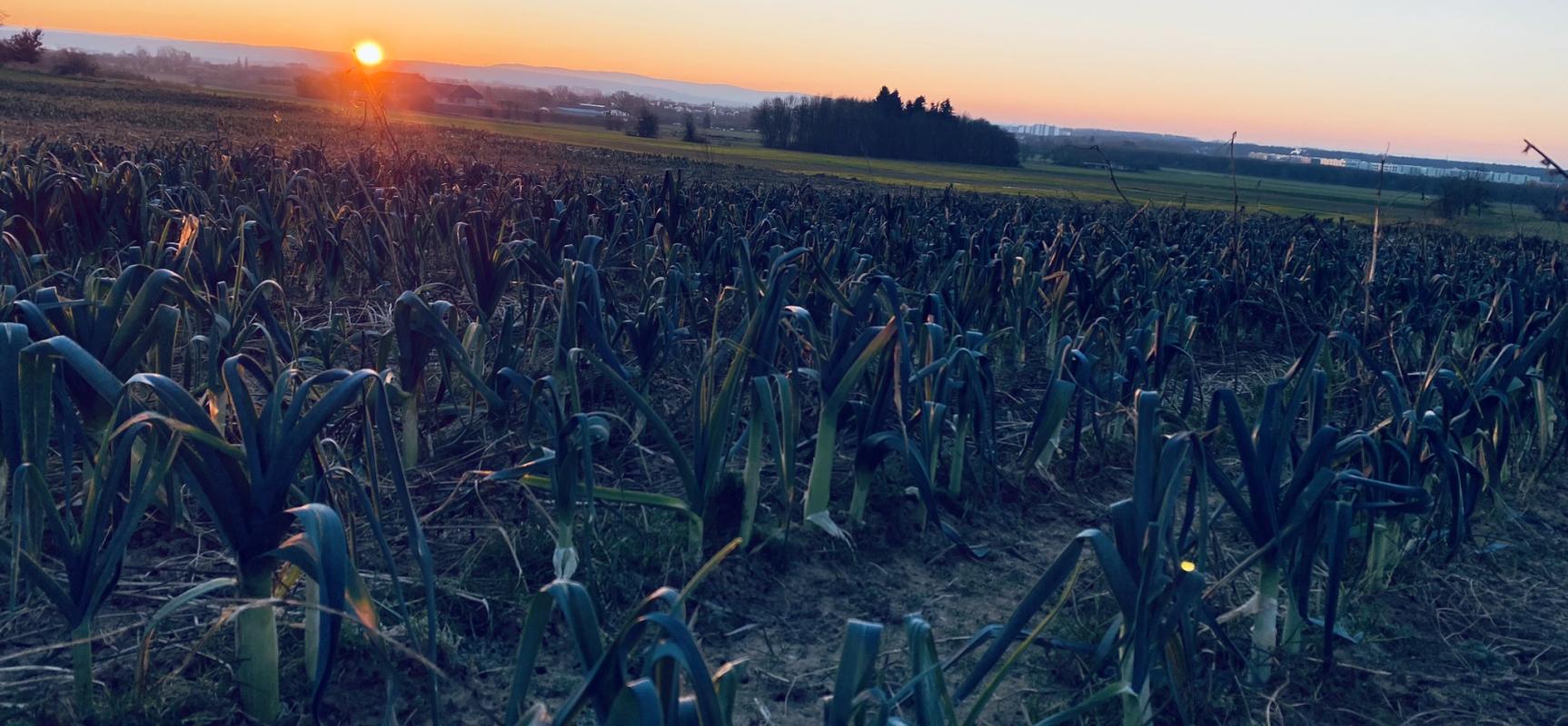 Lauchacker bei Frost im Sonnenaufgang