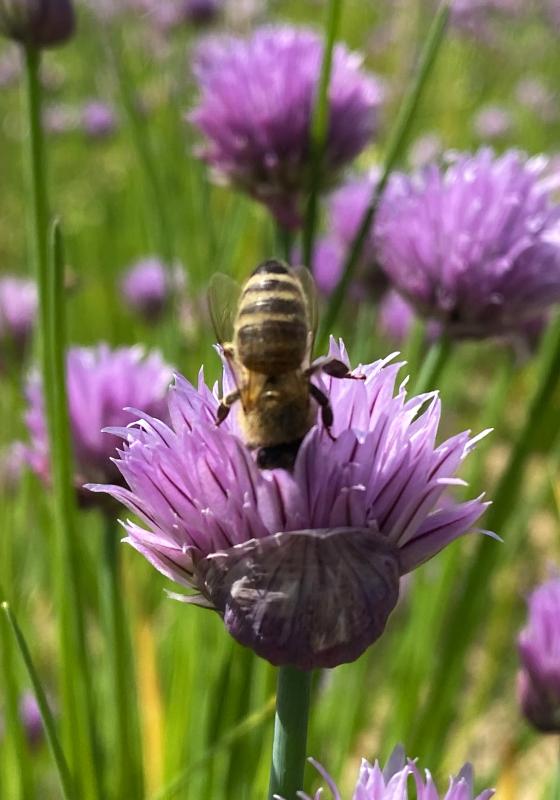 Hummel auf einer Schnittlauchblüte