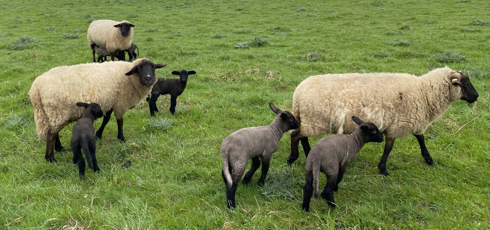 Schafe mit Lämmern auf der Weide