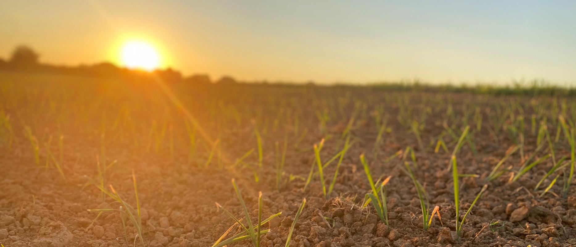 Im Zeichen des Lauches