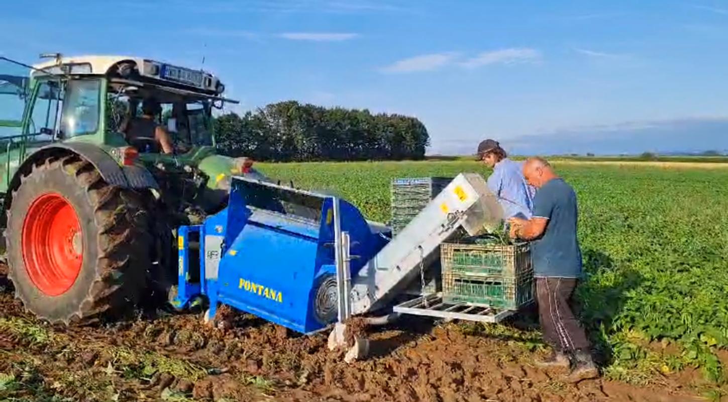 Bohnenernte mit Maschine 2024