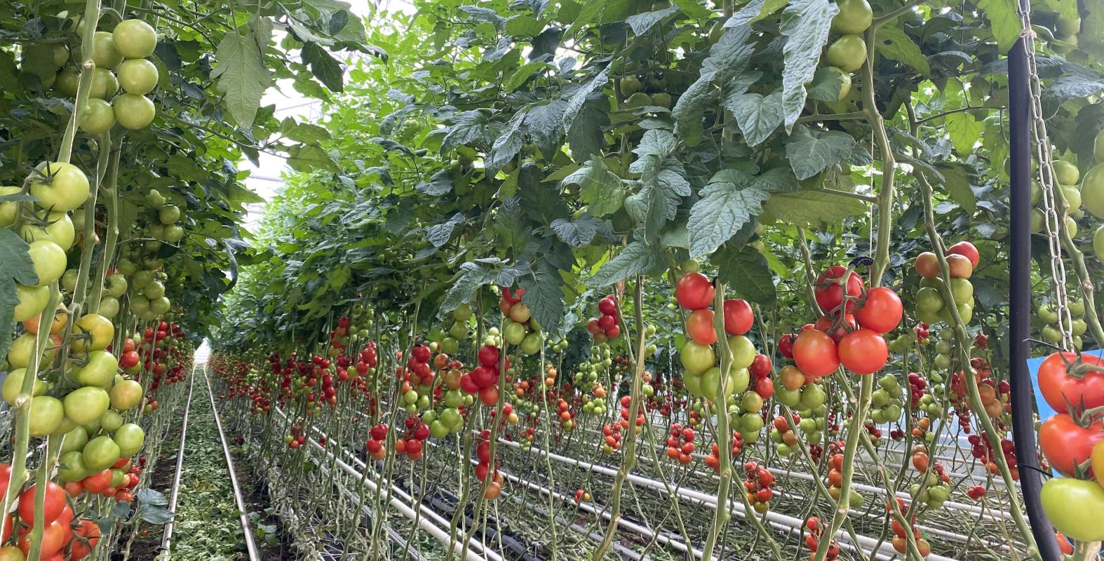 Tomaten im Gewächshaus