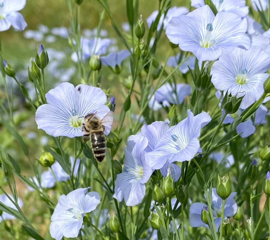 Biene auf Leinblüten