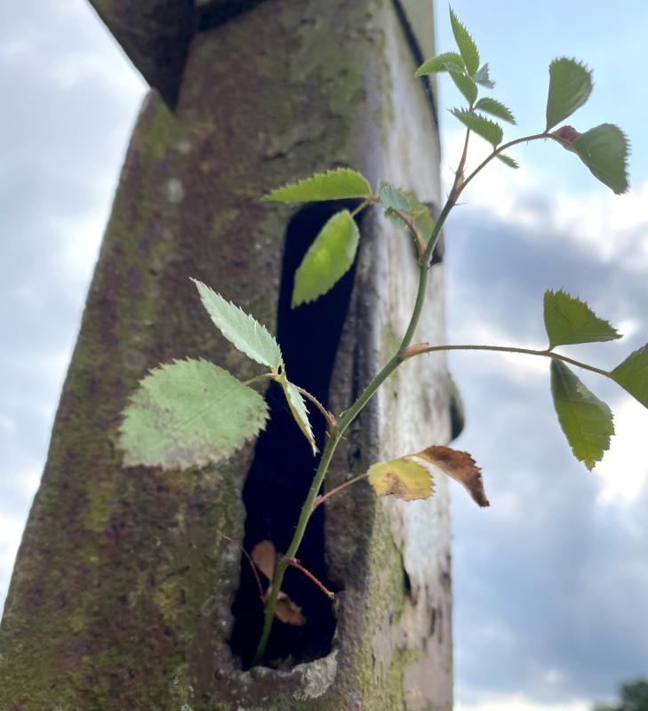 Rose wächst aus einem Metallrohr