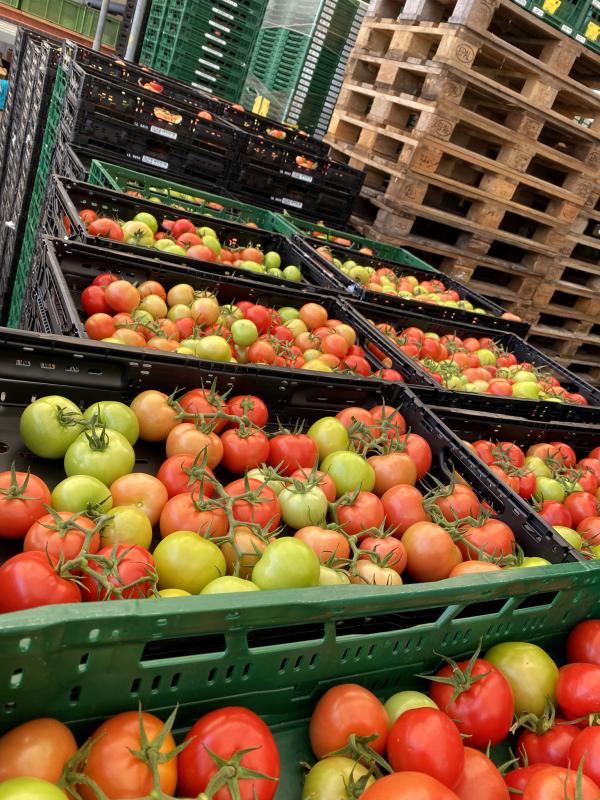 letzte Tomatenernte 2024