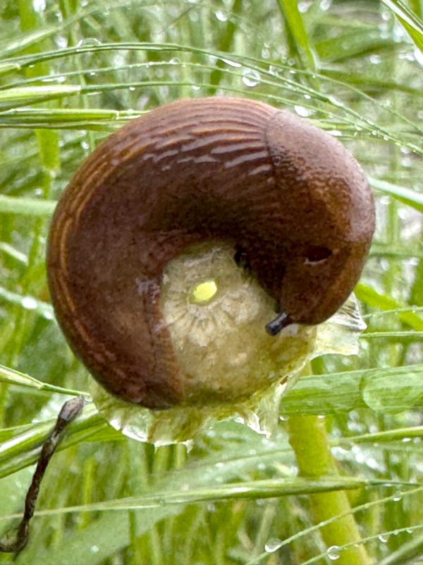 Nacktschnecke