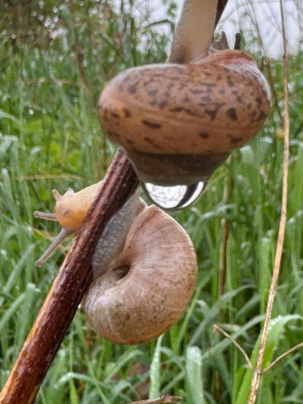Schnecken am Halm