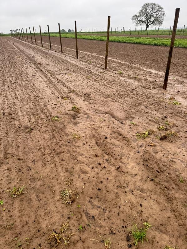 Saisongarten nach dem Regen