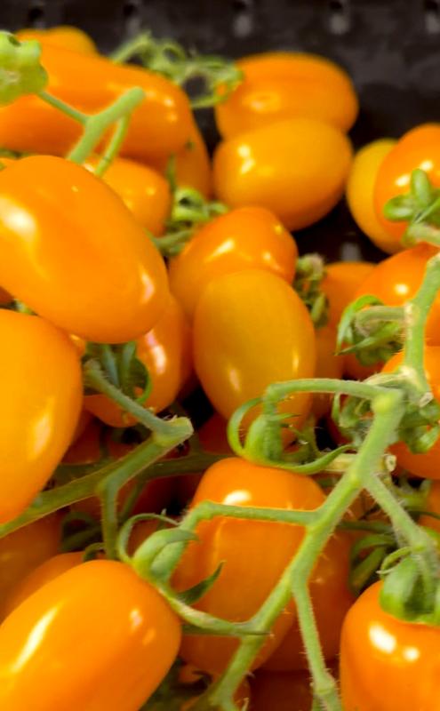 Datteltomaten gelb