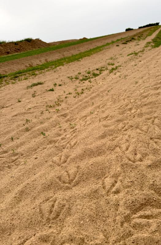 Gänsespuren im Sand