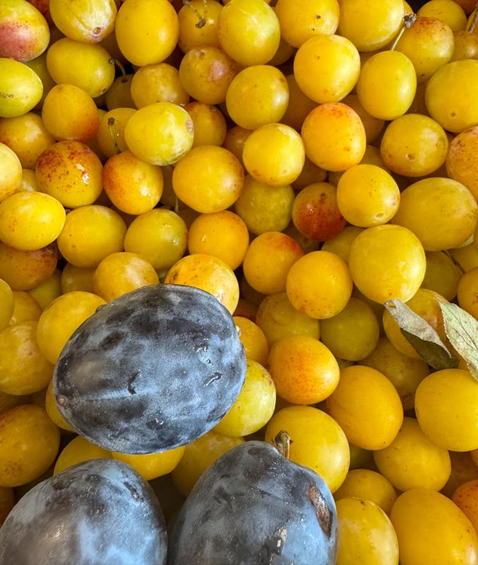 Mirabellen und Zwetschgen
