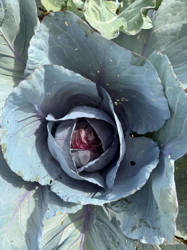 Rothkohl auf dem Acker