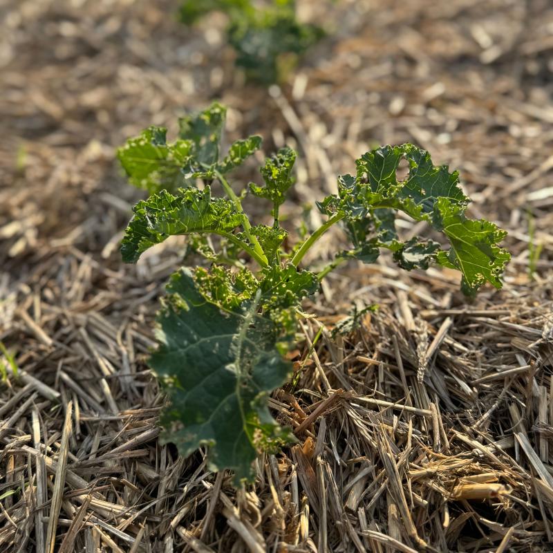 Grünkohl in Mulch gepflanzt