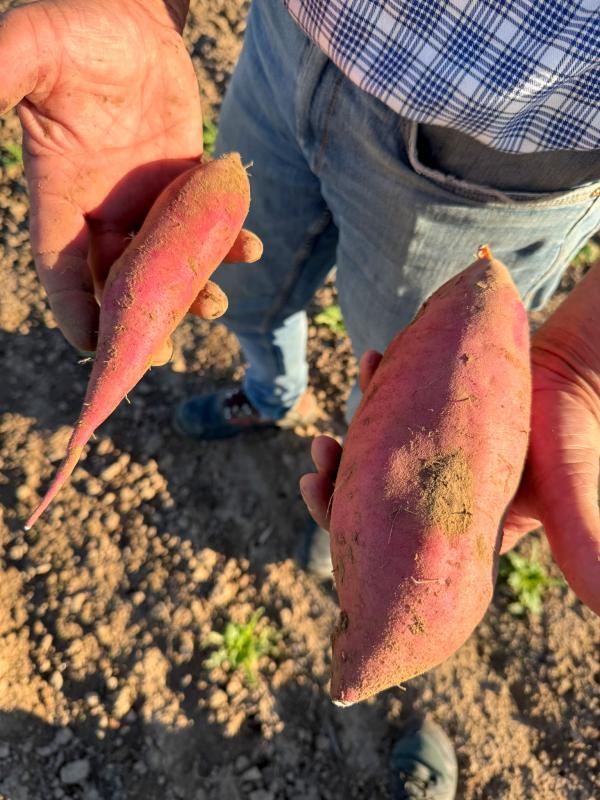 Thomas mit Bataten auf dem Acker