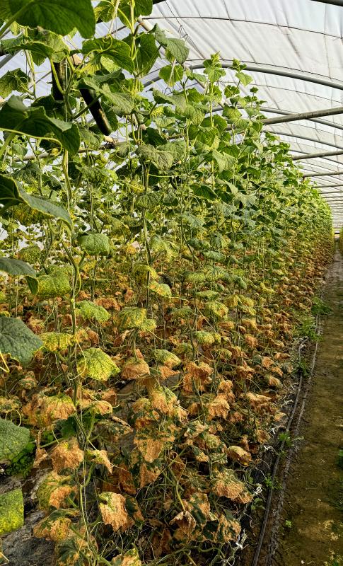 Landgurken im Folientunnel