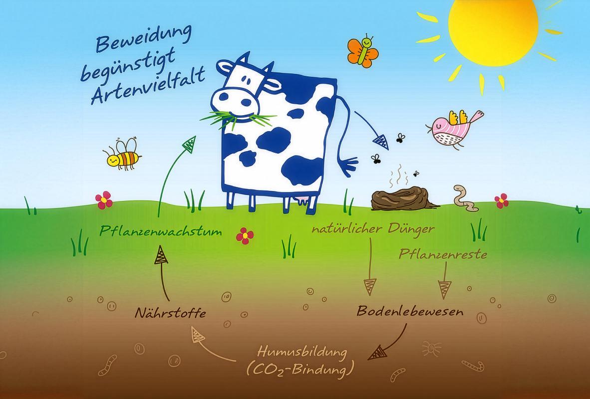 Beweidung begünstigt Artenvielfalt