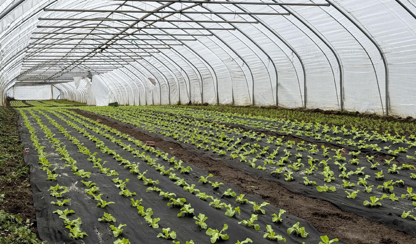 Salatpflanzen im Folientunnel quer