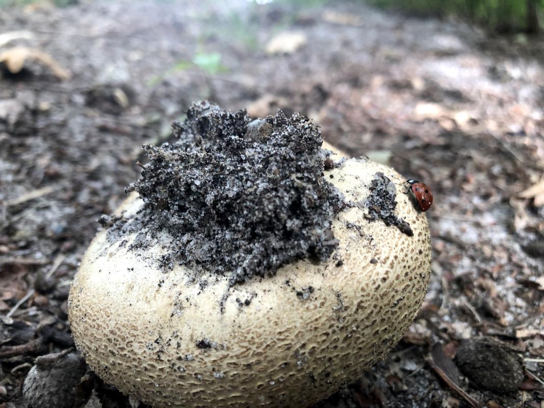 Pilz mit Käfer im Wald