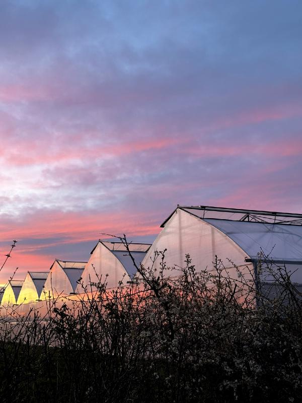 Gewächshaus mit buntem Himmel