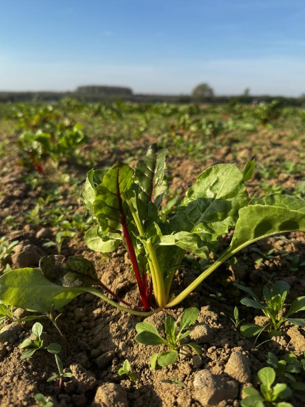 Mangold bunt auf dem Acker