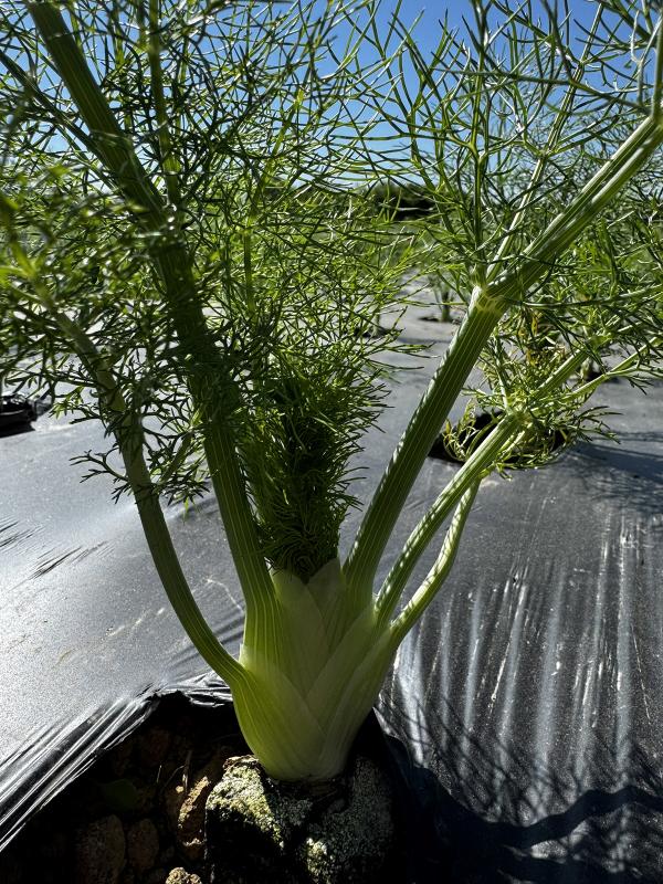 Fenchel auf dem Acker
