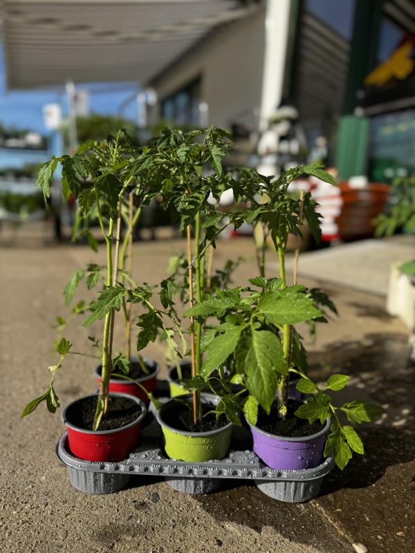 Tomatenpflanzen