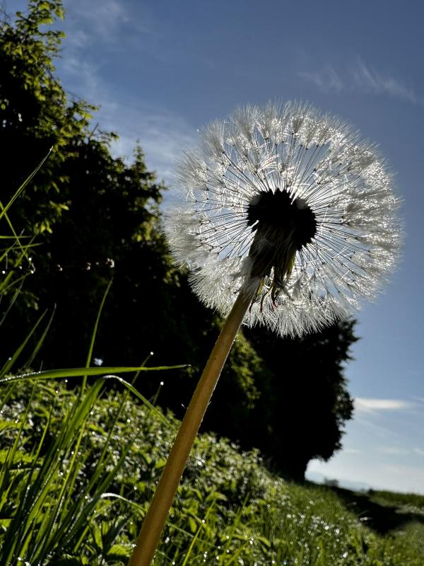 Pustblume
