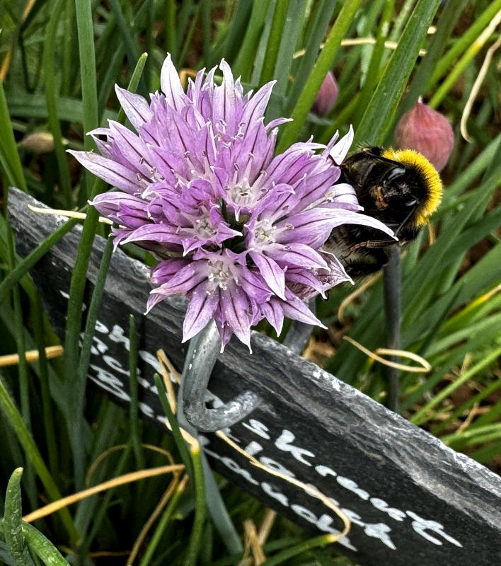 Schnittlauchblüte mit Hummel