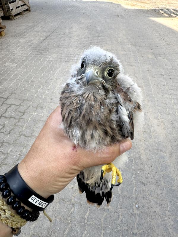 Kleiner Falke Olli in der Hand